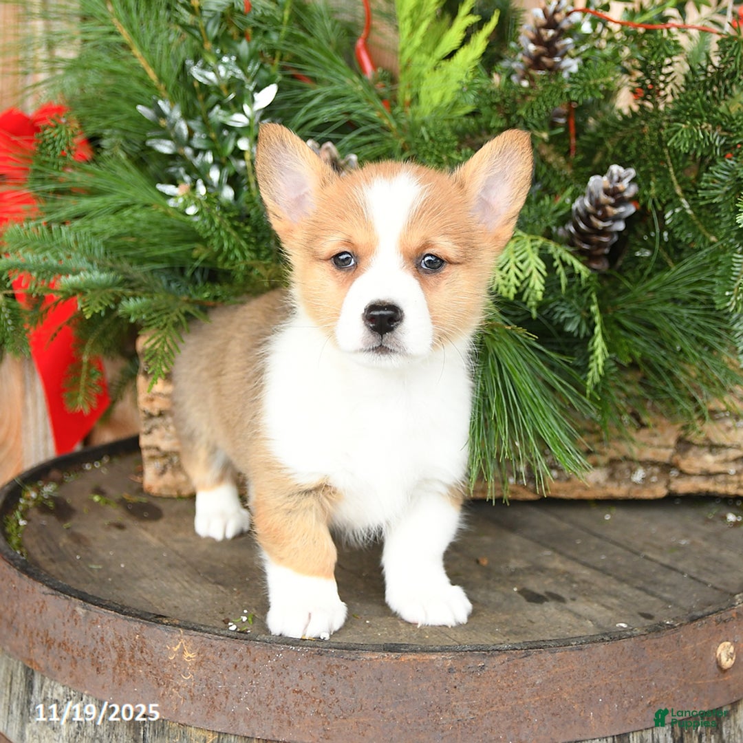Welsh Corgi Pembroke dogs for sale: Abel - Ad 3