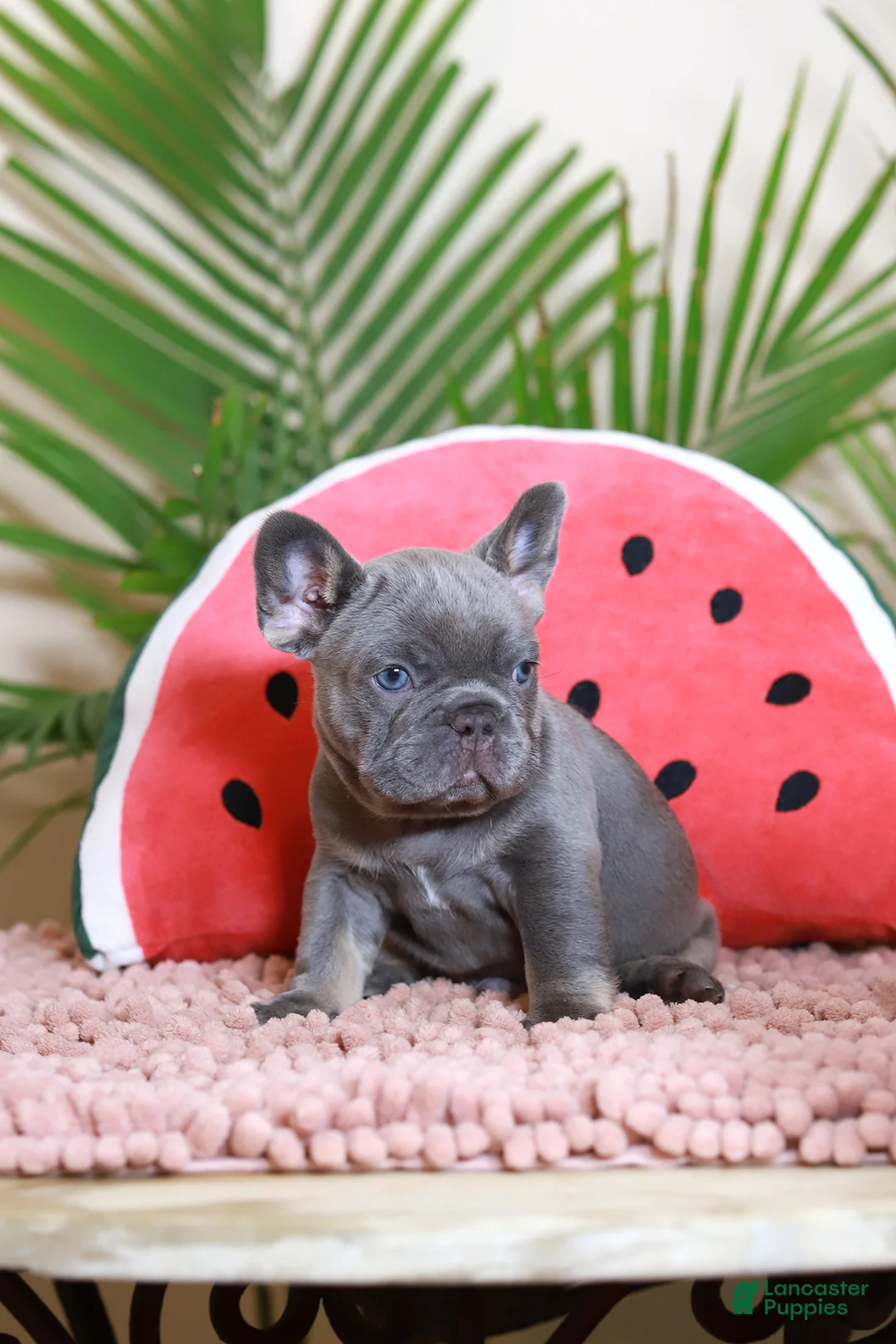 French Bulldog dogs for sale: Rodger - Ad 1