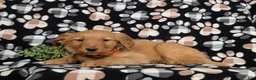 Golden Retriever dogs for sale: Flynn - Ad 6