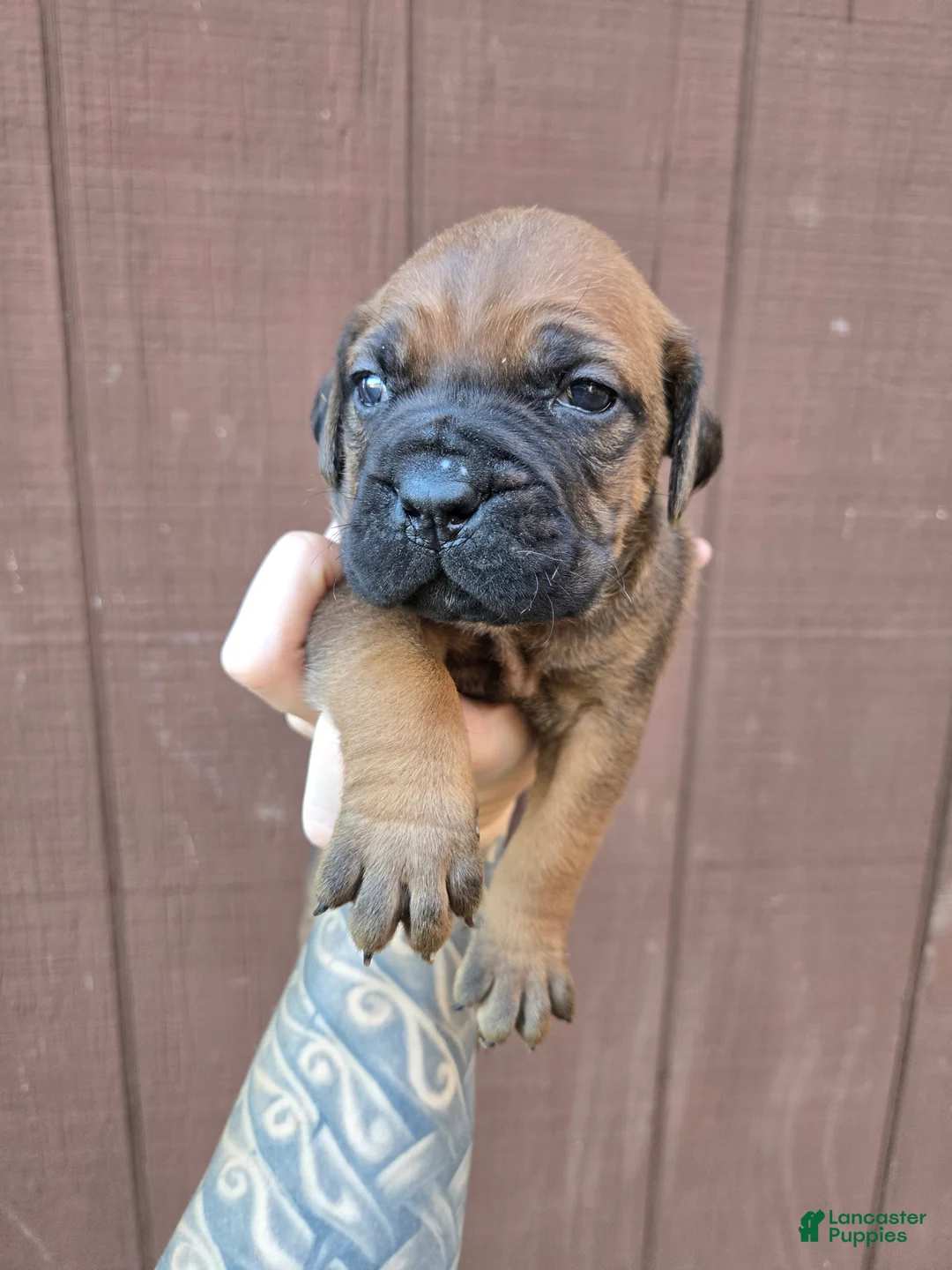 Cane Corso dogs for sale: Cheyenne - Ad 2
