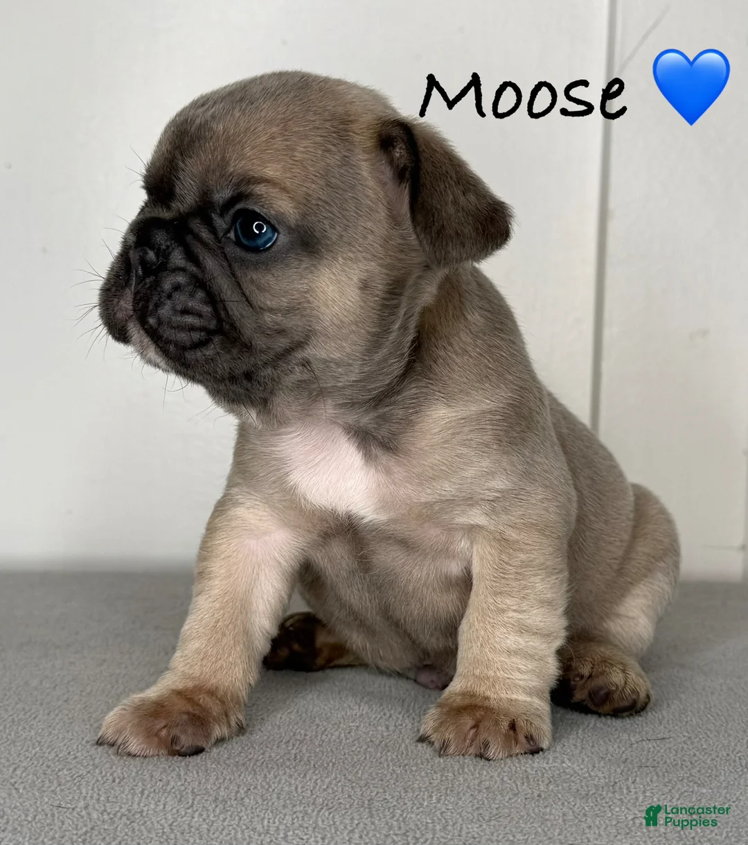 French Bulldog dogs for sale: Moose - Male French Bulldog Puppy  - Ad 2