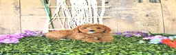 Mini Goldendoodle dogs for sale: Mr Homestead - Ad 4