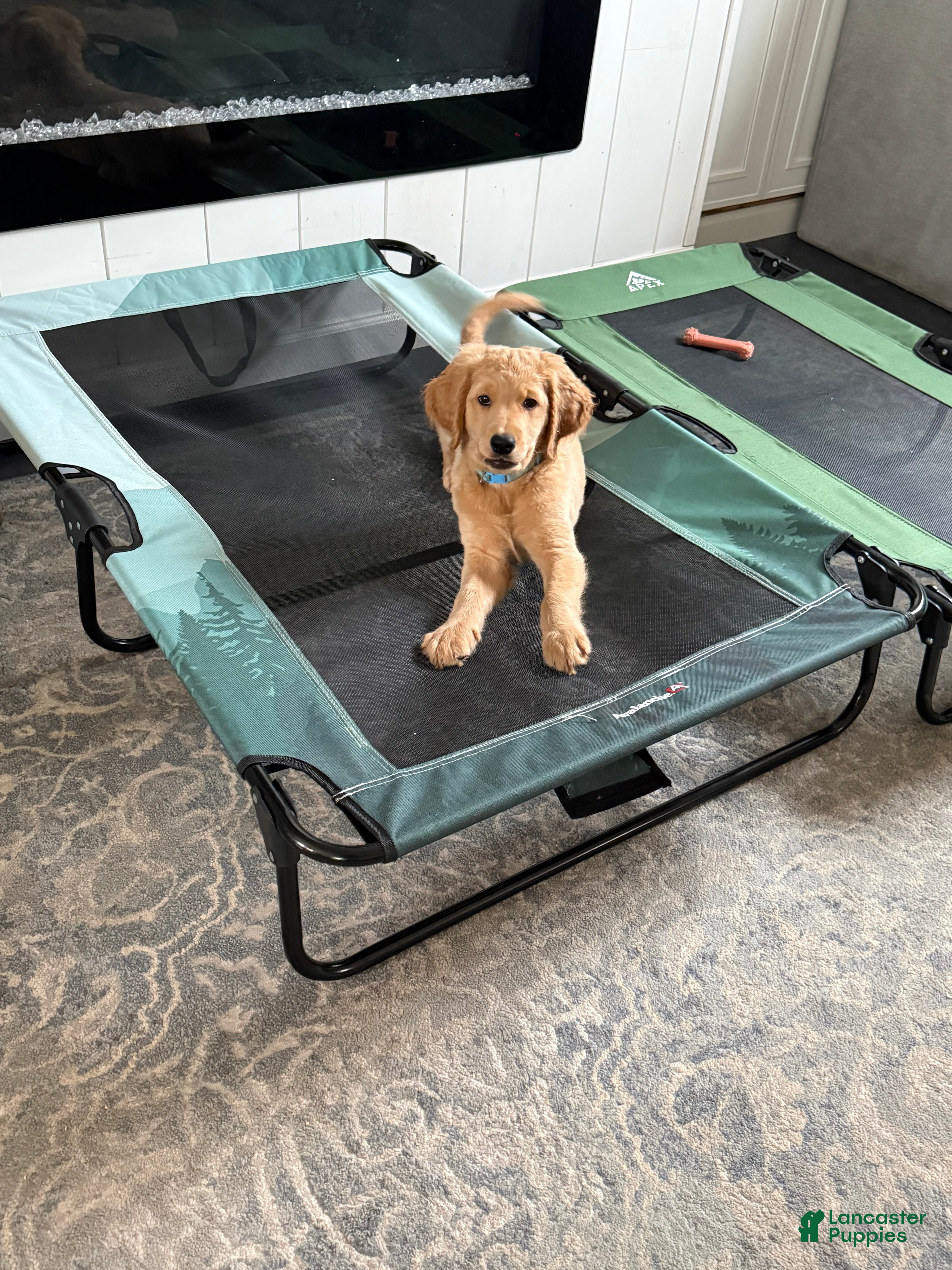 Goldendoodle dogs Hannah - Ad 2