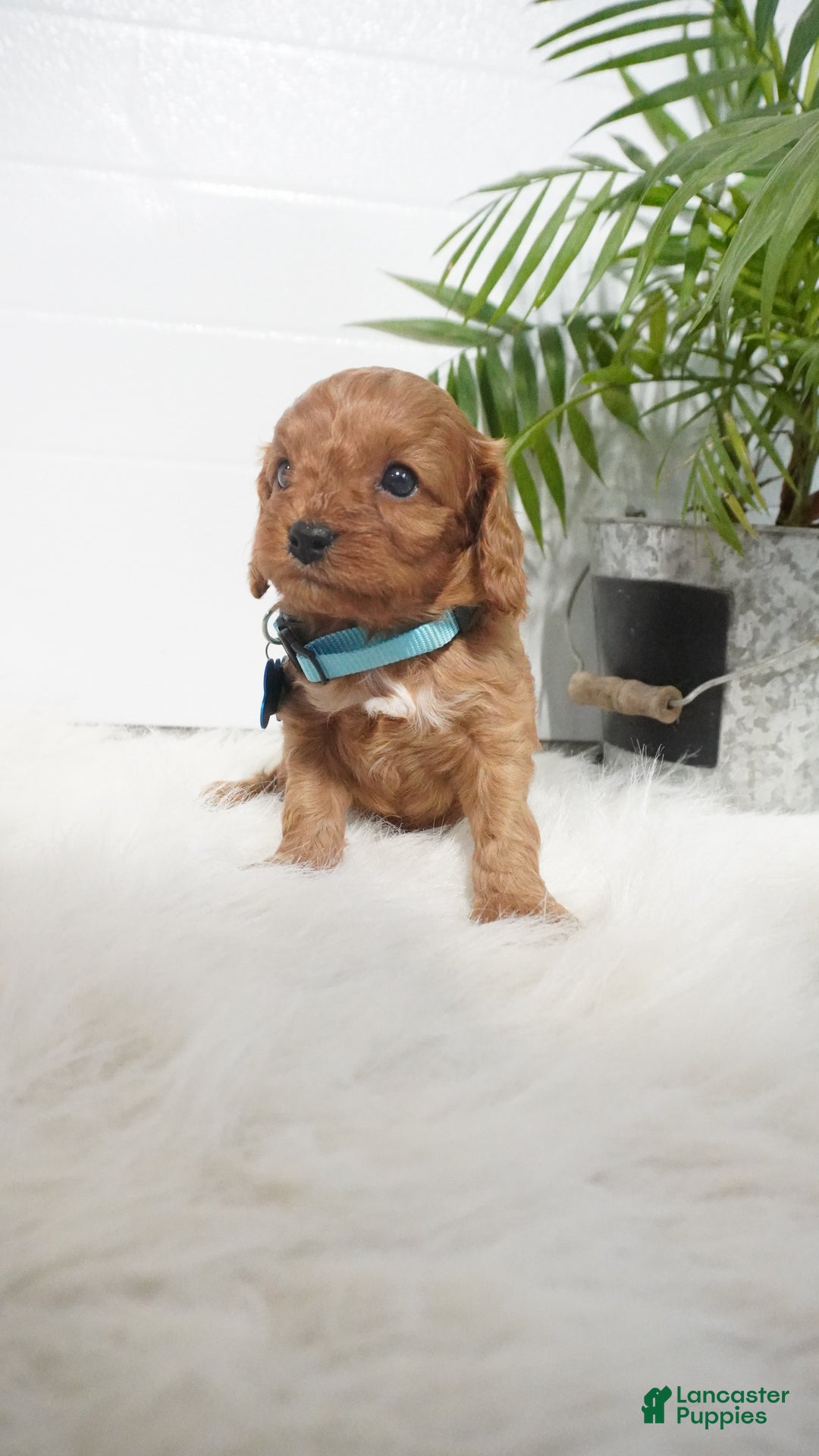Cavapoo dogs for sale: Brody - Ad 7