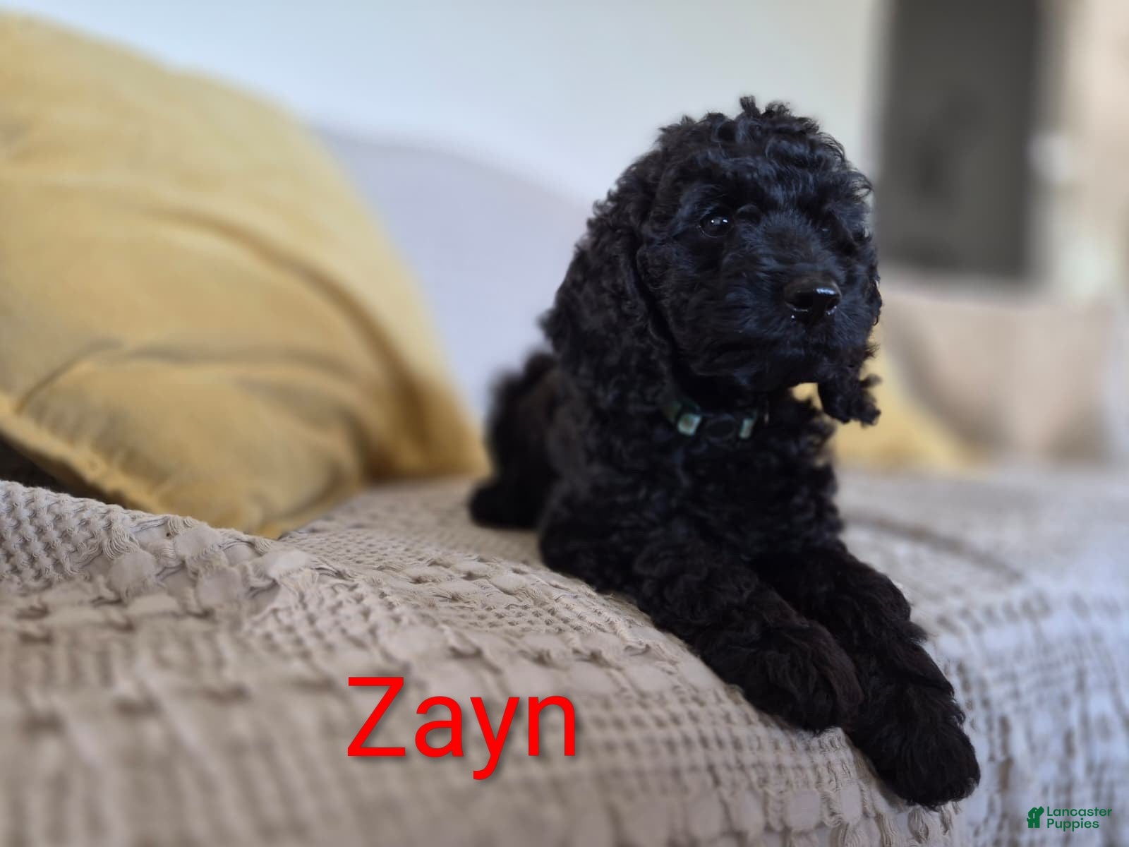 Cockapoo dogs Zayn - Ad 1