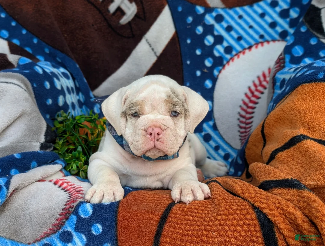 English Bulldog dogs for sale: Dunmore - Ad 11