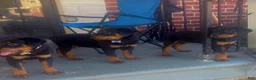 Rottweiler dogs for sale: Brooklyn  - Ad 2