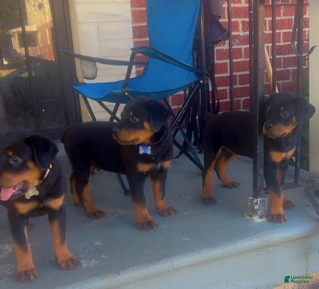Rottweiler dogs for sale: Brooklyn  - Ad 2