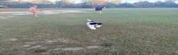 Mini Bernedoodle dogs for sale: Biscotti SALE! - Ad 5