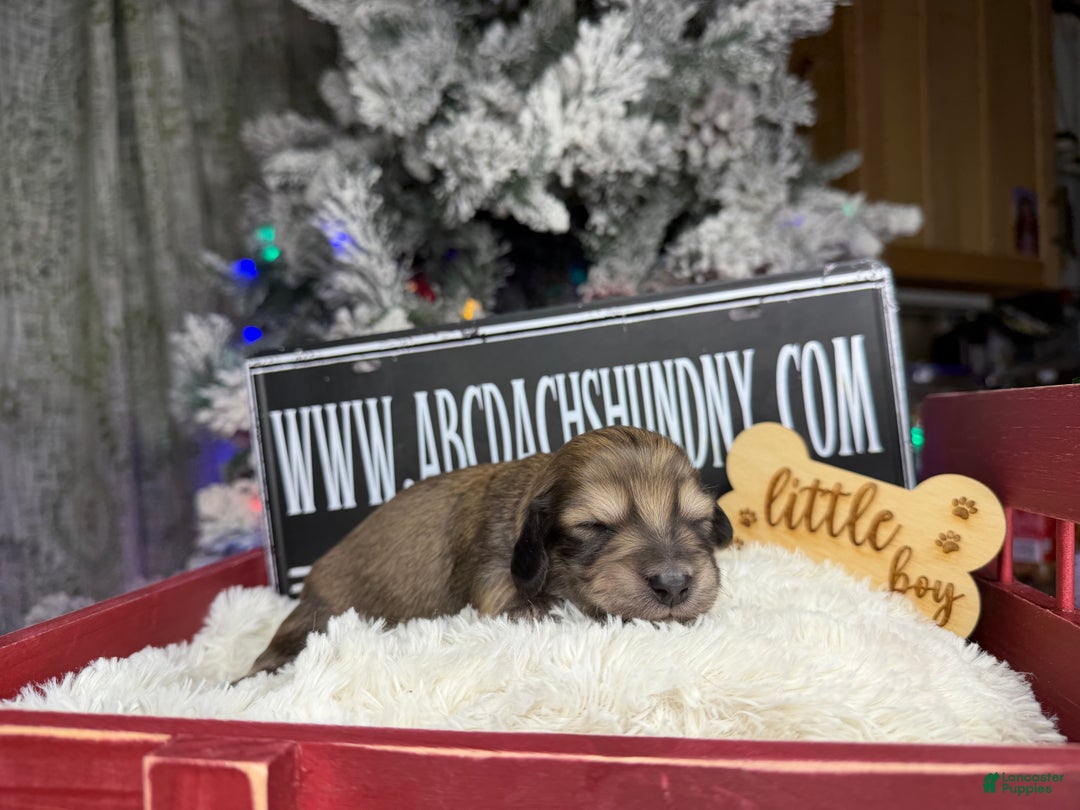 Miniature Dachshund dogs for sale: Eng cream - Ad 1