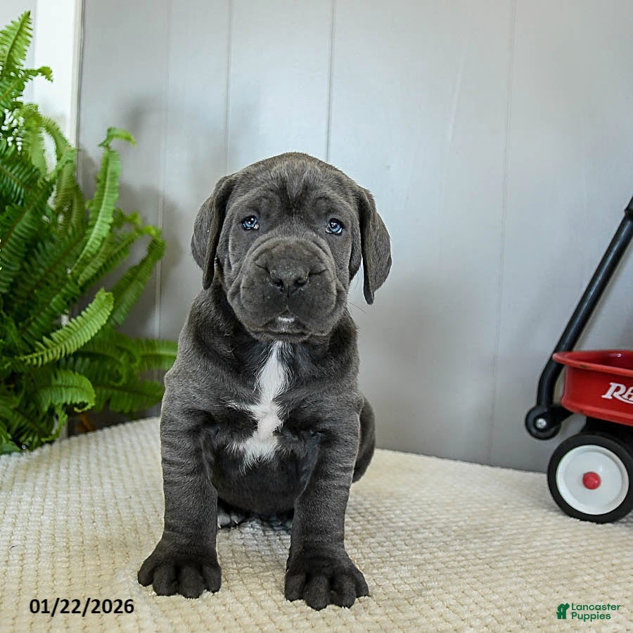 Cane Corso dogs Harper - Ad 2