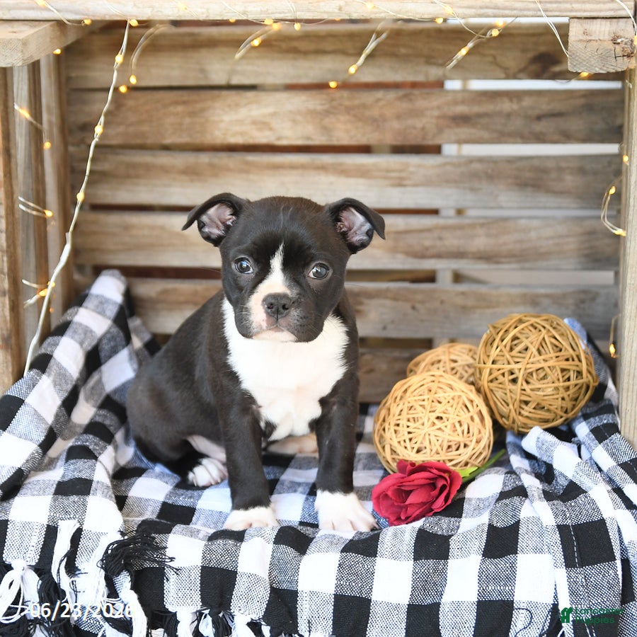 Boston Terrier dogs Zoey - Ad 1