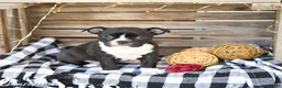 Boston Terrier dogs for sale: Zoey - Ad 1