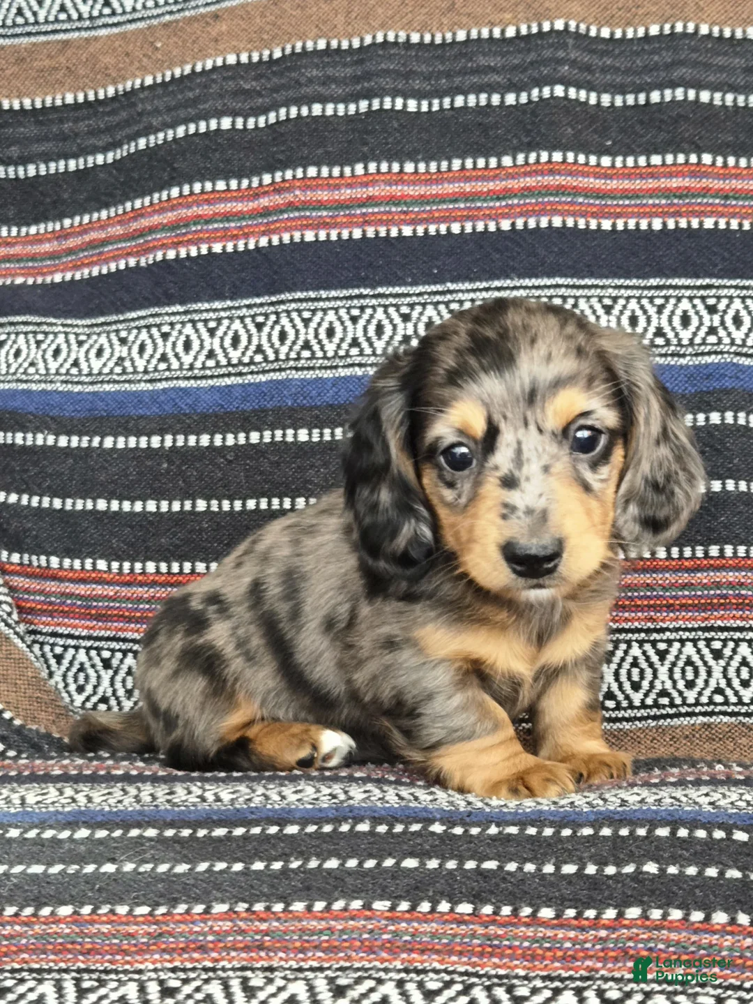 Miniature Dachshund dogs for sale: Miniature Dachshund Puppy 3 - Ad 2