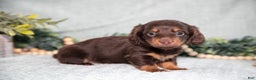 Miniature Dachshund dogs for sale: Kimmy - Ad 2