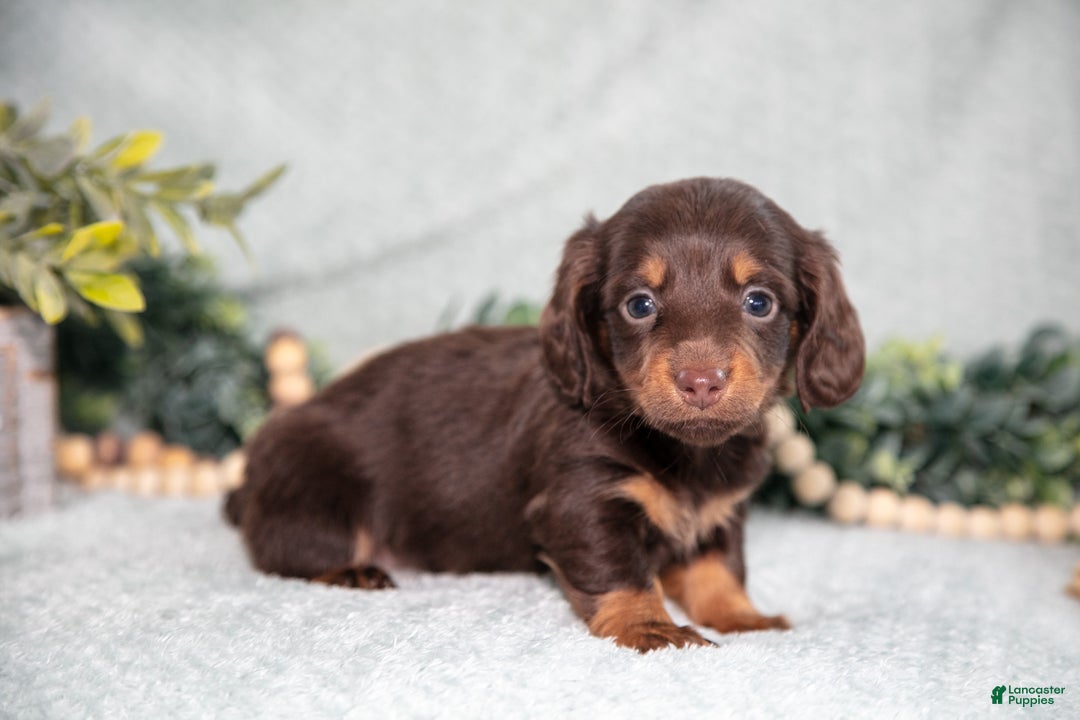 Miniature Dachshund dogs for sale: Kimmy - Ad 2