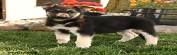 German Shepherd dogs for sale: Freddy - Ad 4