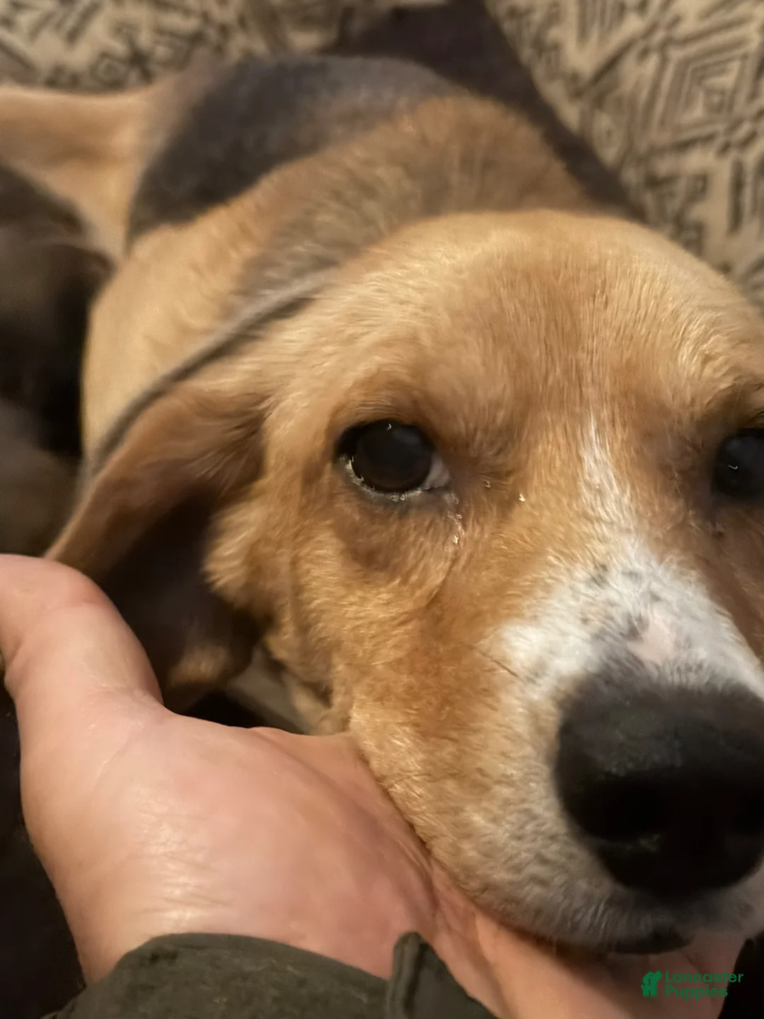 Beagle dogs for sale: Beagle Puppy 2 - Ad 2