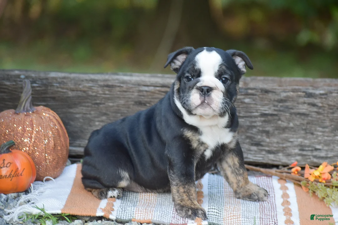 English Bulldog dogs for sale: Francesca - Ad 4