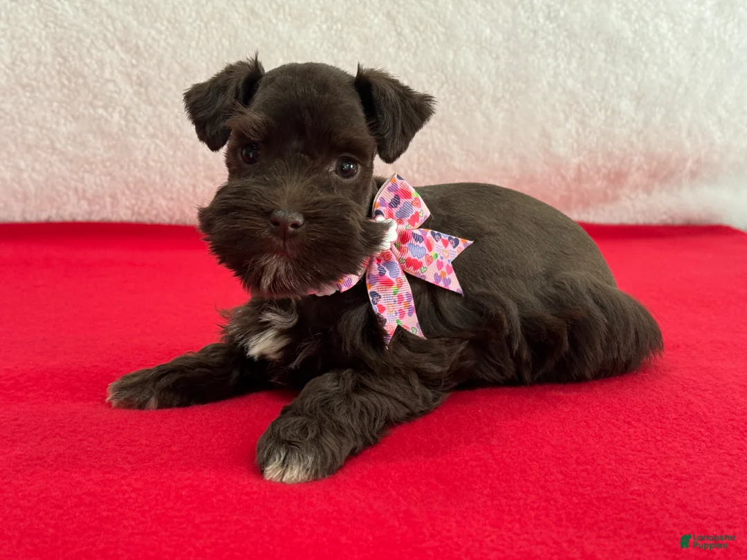 Miniature Schnauzer dogs for sale: Fancy Female 1 AKC Liver Color Mega Coat - Ad 2