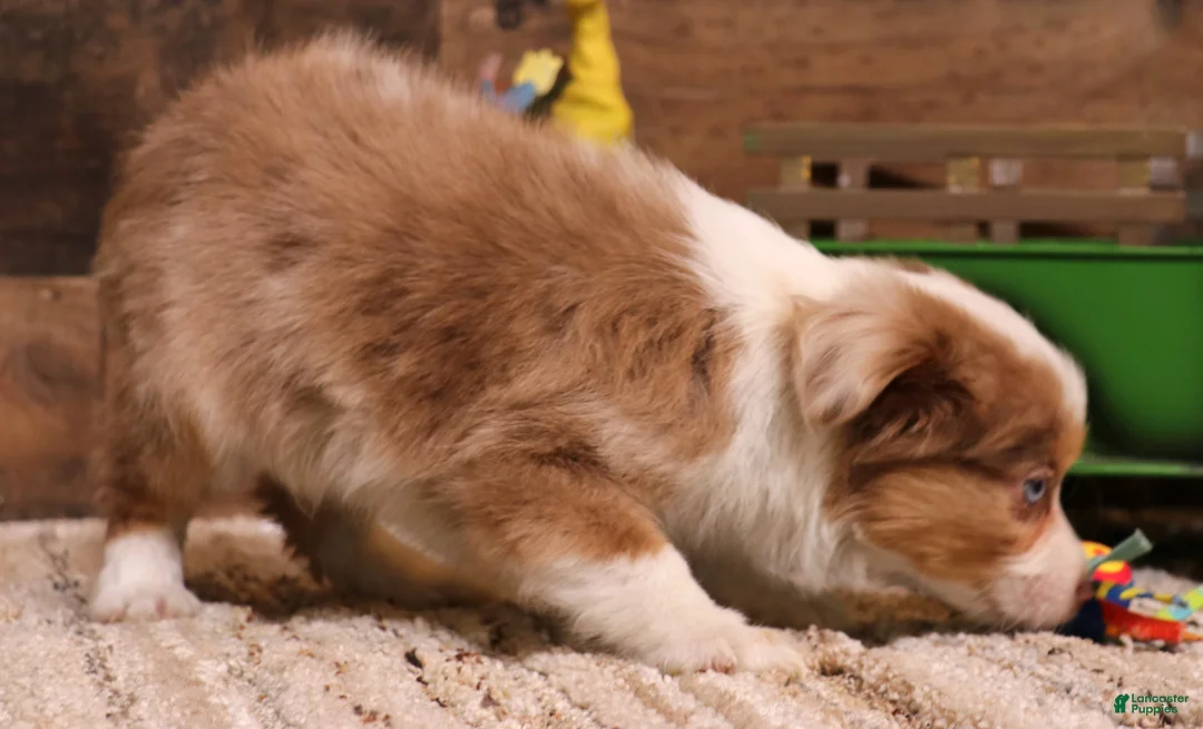 Toy Australian Shepherd dogs for sale: Cliff red merle - Ad 2