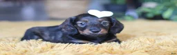 Miniature Dachshund dogs for sale: Crumpet - Ad 4