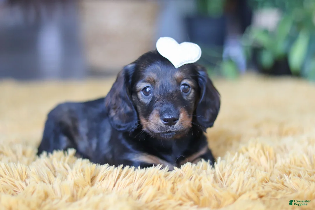 Miniature Dachshund dogs for sale: Crumpet - Ad 4