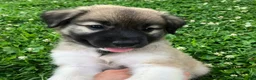 Mixed Breed dogs for sale: Sweetness $150 - Ad 3