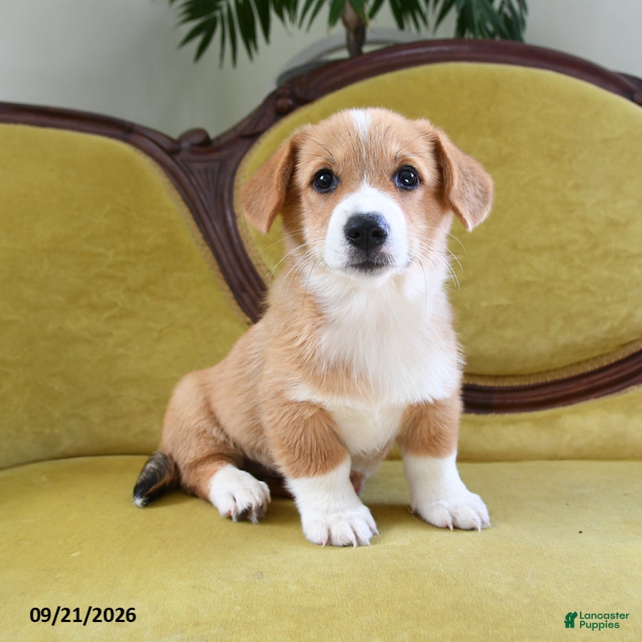 Welsh Corgi Pembroke dogs Cash - Ad 1