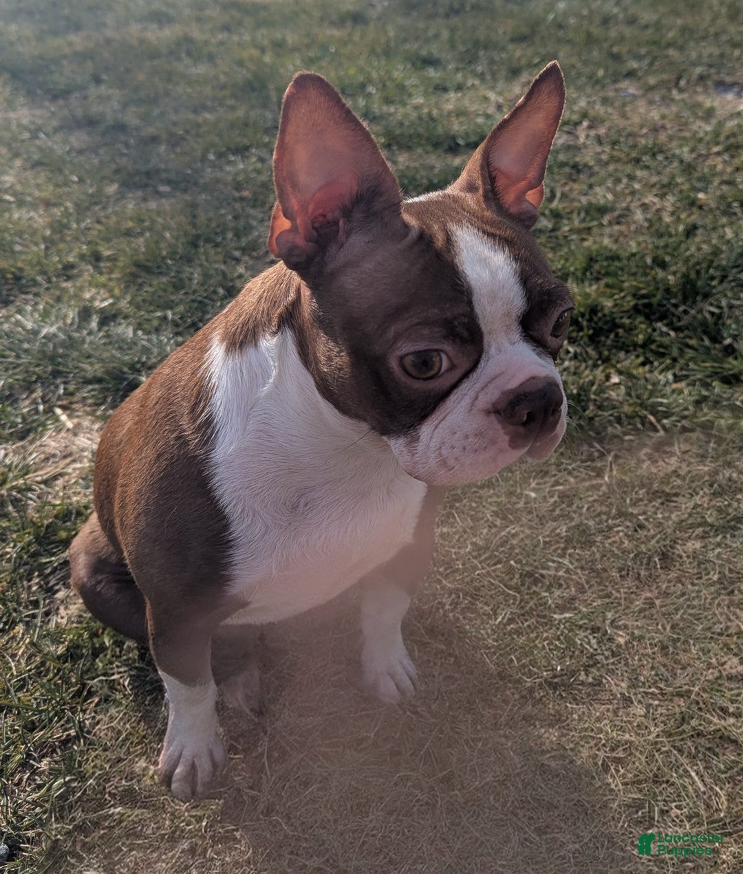 Mixed Breed dogs for sale: Tommy - Ad 5