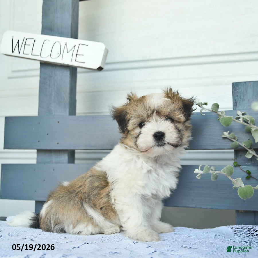 Havanese dogs for sale: Denver  - Ad 3