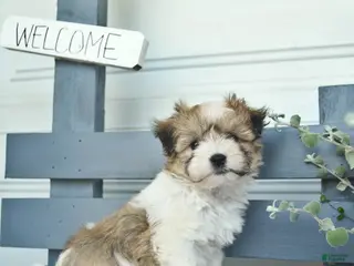 Havanese dogs for sale: Denver - Ad 3