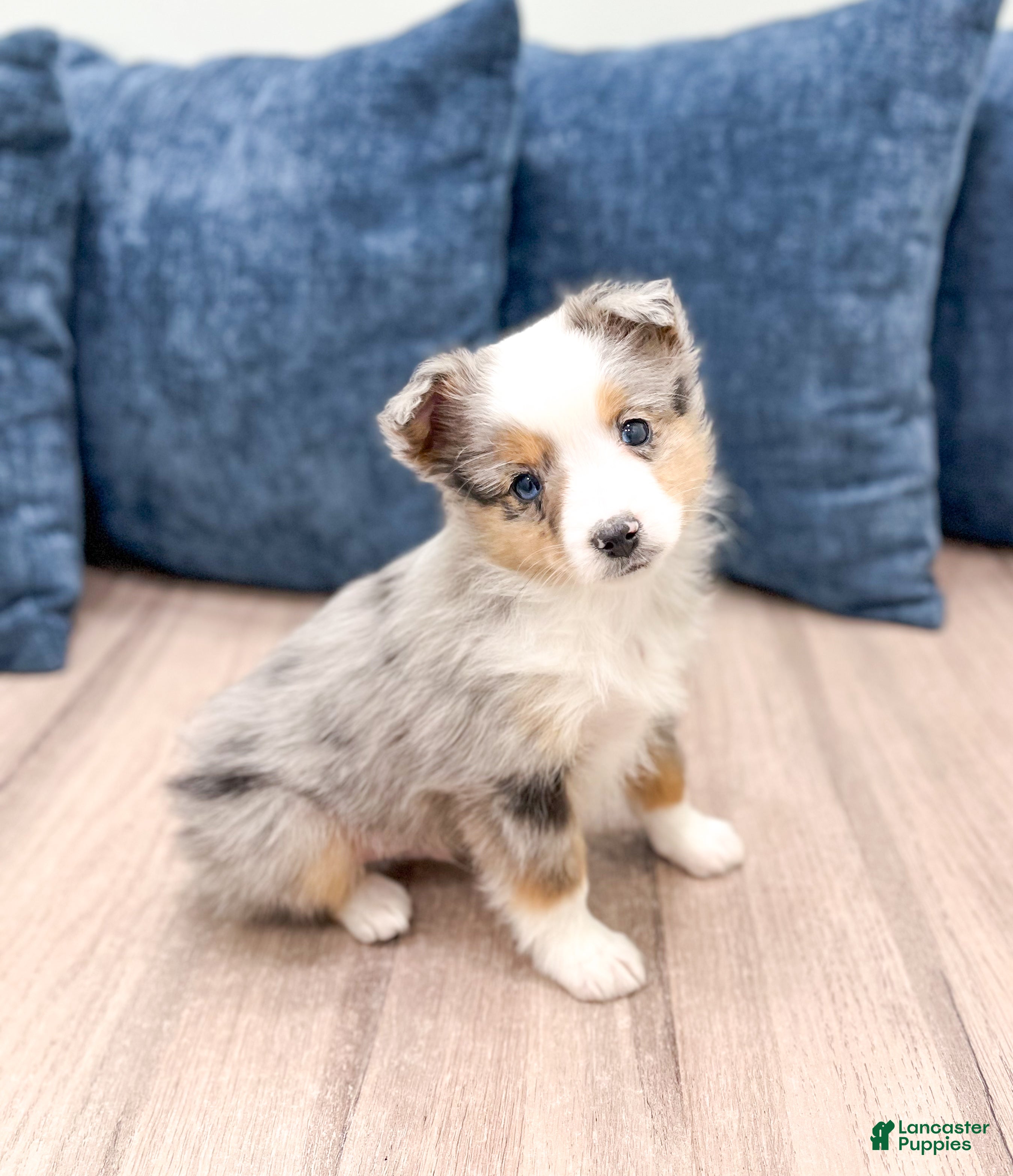 Miniature Australian Shepherd dogs Blake - Ad 37