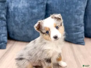 Miniature Australian Shepherd dogs Blake - Ad 37