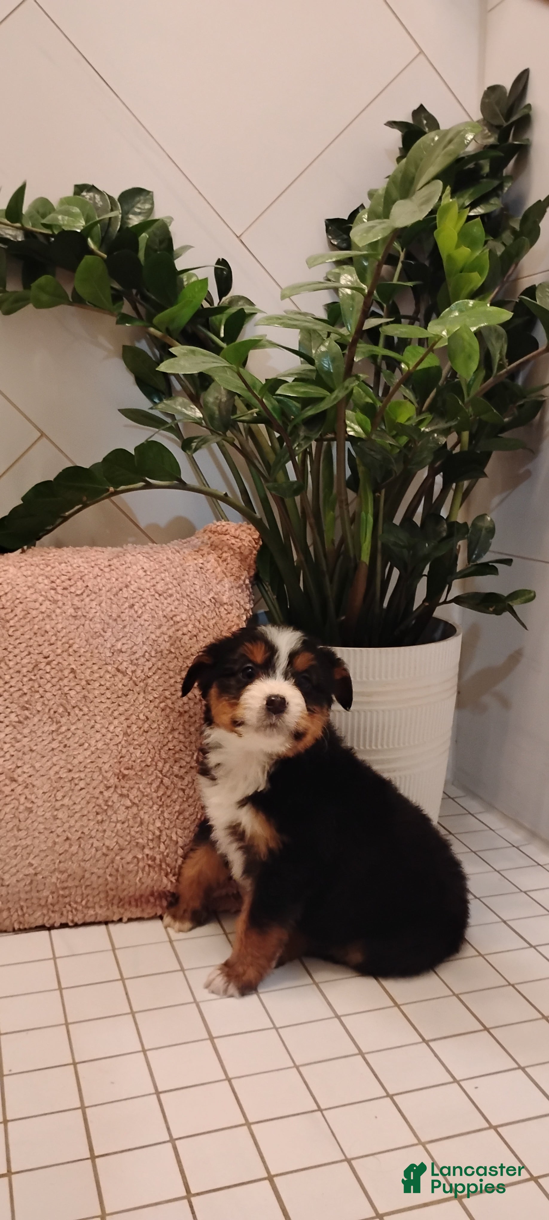 Mixed Breed dogs Skye - Ad 6