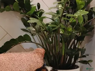 Mixed Breed dogs Skye - Ad 4