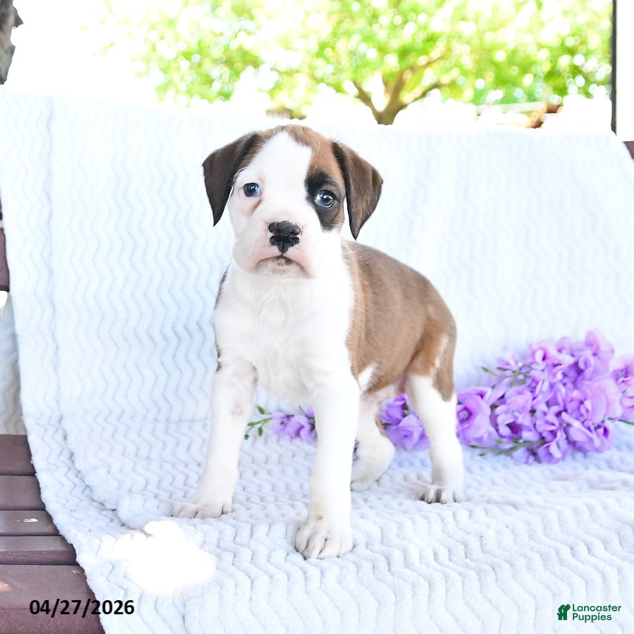 Boxer dogs Coconut - Ad 1