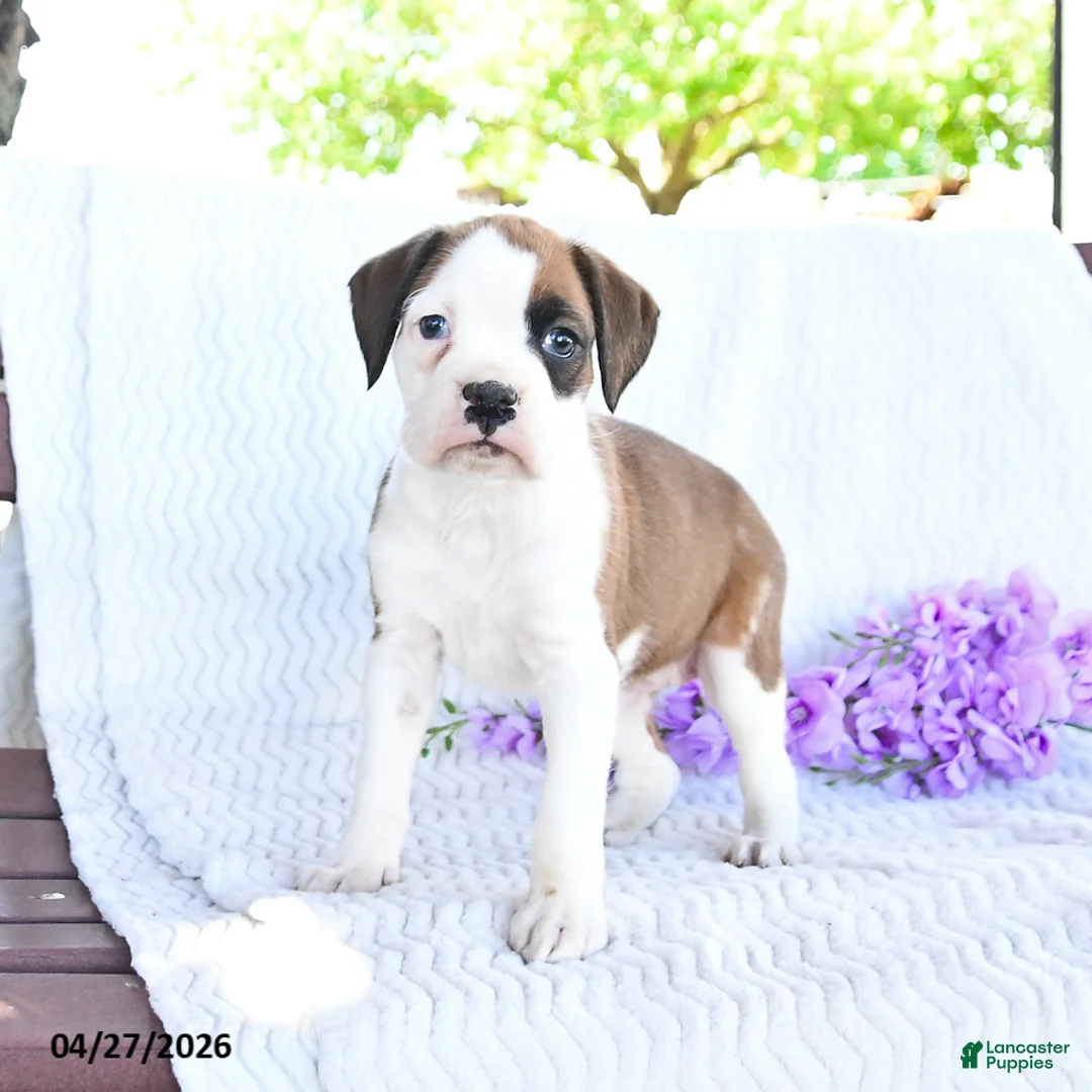 Boxer dogs for sale: Coconut - Ad 1