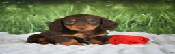 Miniature Dachshund dogs for sale: AKC Daisy - Ad 4