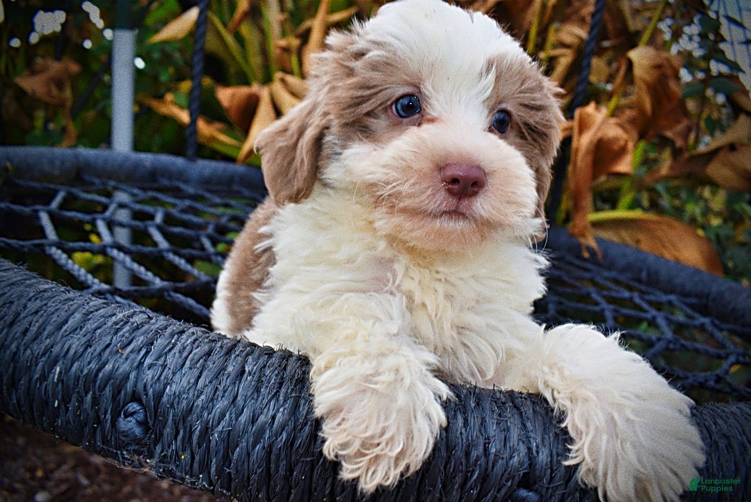 Havapoo dogs for sale: Nabisco - Ad 2