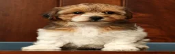 Yorkiepoo dogs for sale: Clover - Ad 8