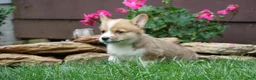 Welsh Corgi Pembroke dogs for sale: Maple   - Ad 3