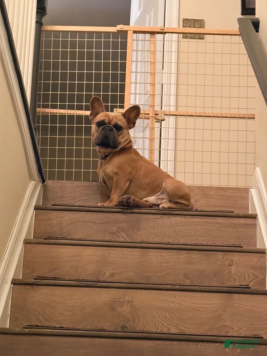 French Bulldog dogs for stud: Smokes pups - Ad 5