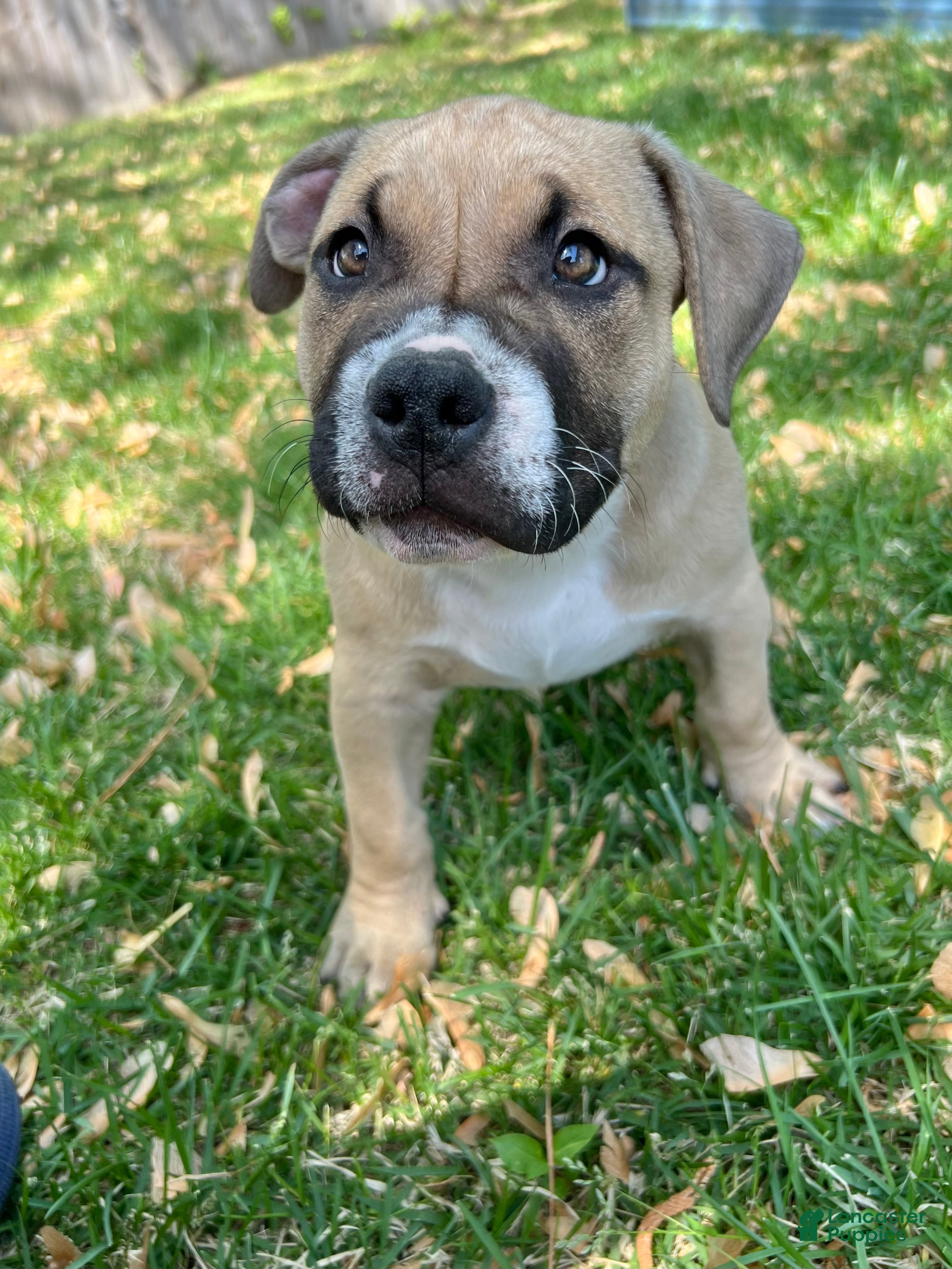 American Bully dogs Negan - Ad 39