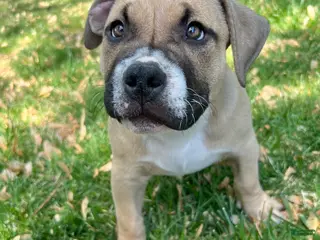 American Bully dogs Negan - Ad 39