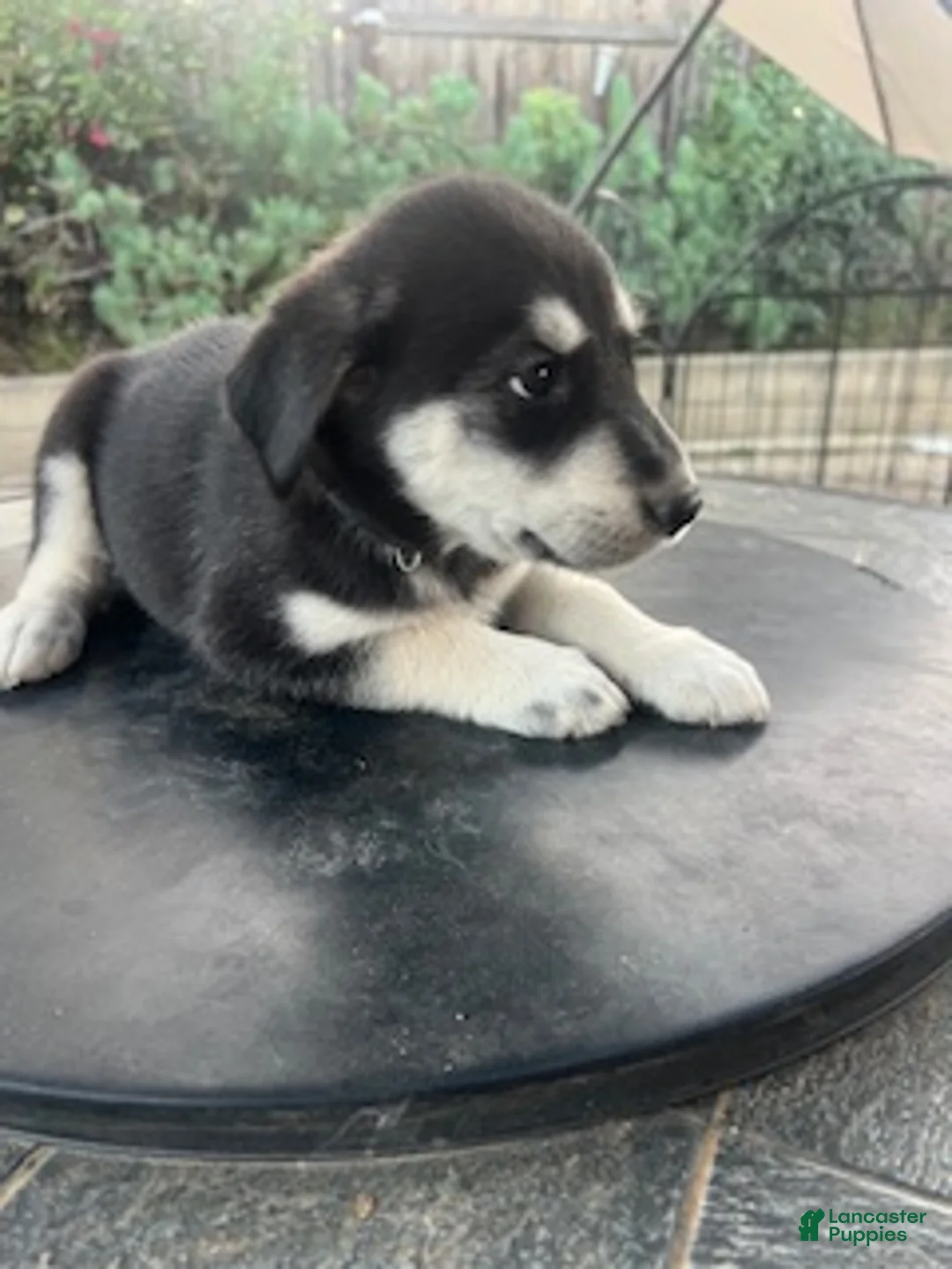 Goberian dogs for sale: Goberian Puppy 5 (Black) - Ad 2