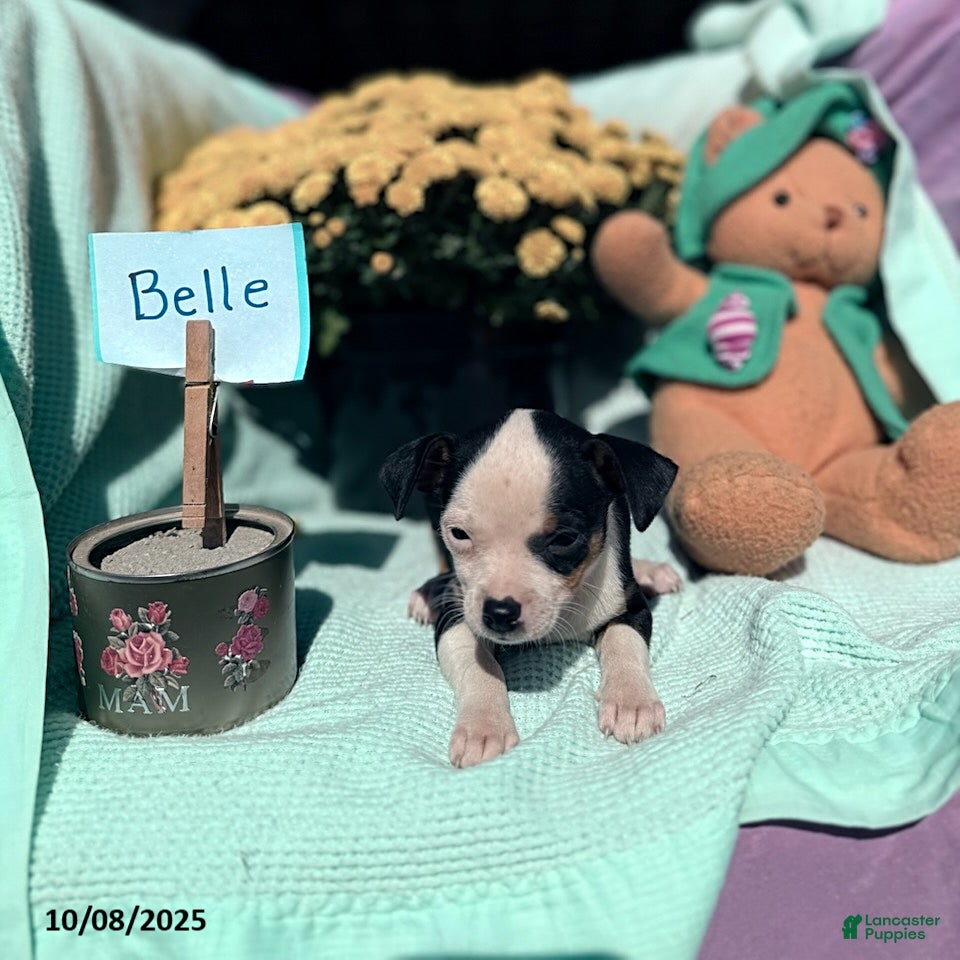 Chihuahua Puppies for sale in Columbus, Ohio Lancaster Puppies