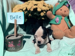 Chihuahua dogs Belle - Ad 38