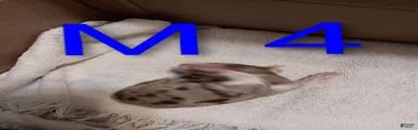 Australian Shepherd 4