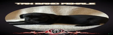 Cane Corso Puppy 5